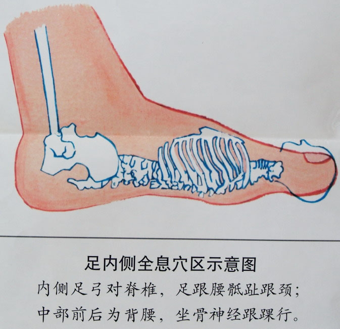 足部反射区图片大全