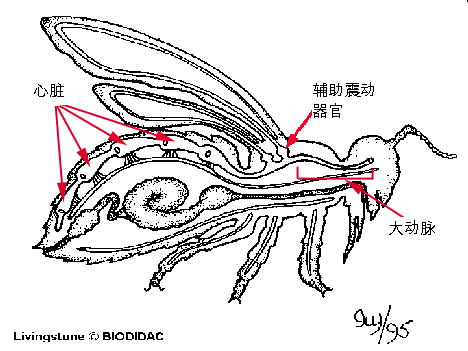 (图1)蚂蚁解剖图