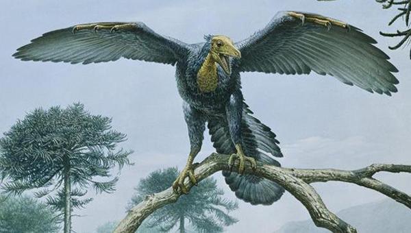 11)始祖鸟:始祖鸟曾被认为是鸟类的祖先,并生活于侏罗纪时期