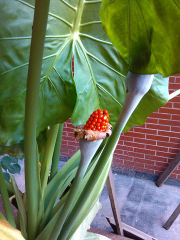 滴水观音几年开花