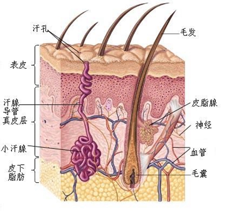 大量出汗能排毒