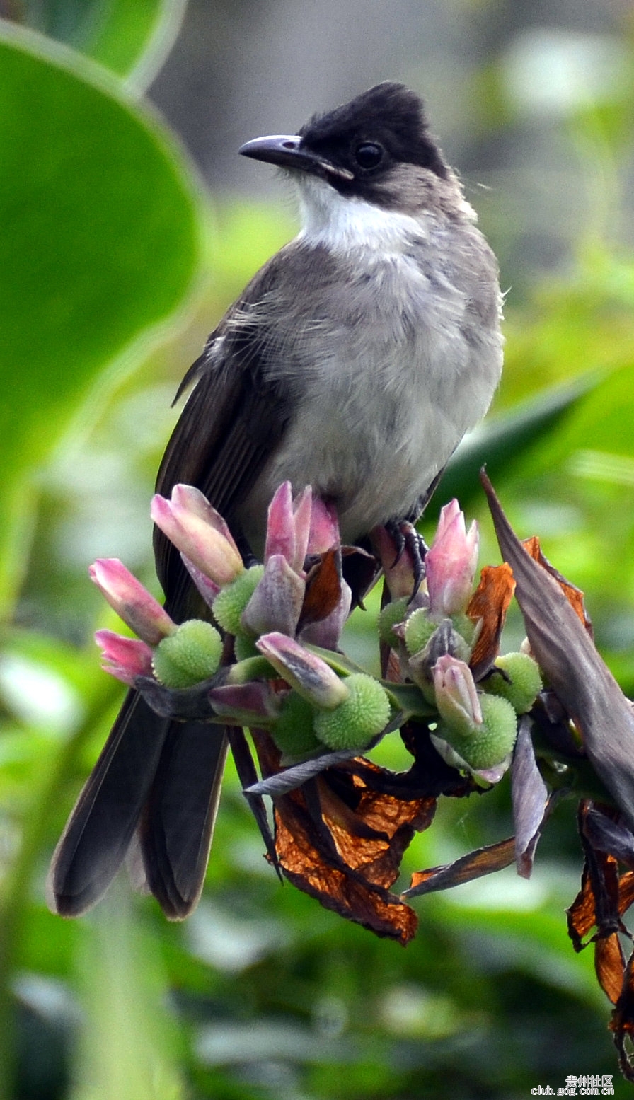 【回眸】鸟雀回望在枝头【原】