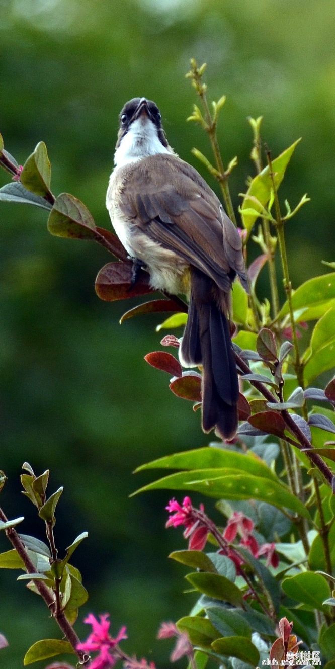 【回眸】鸟雀回望在枝头【原】