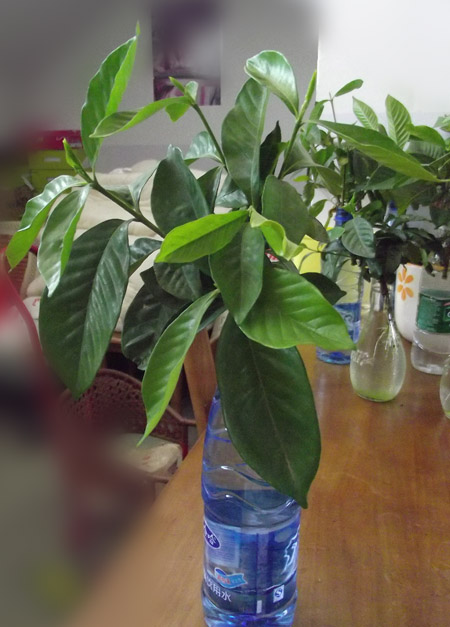 水培栀子经验分享