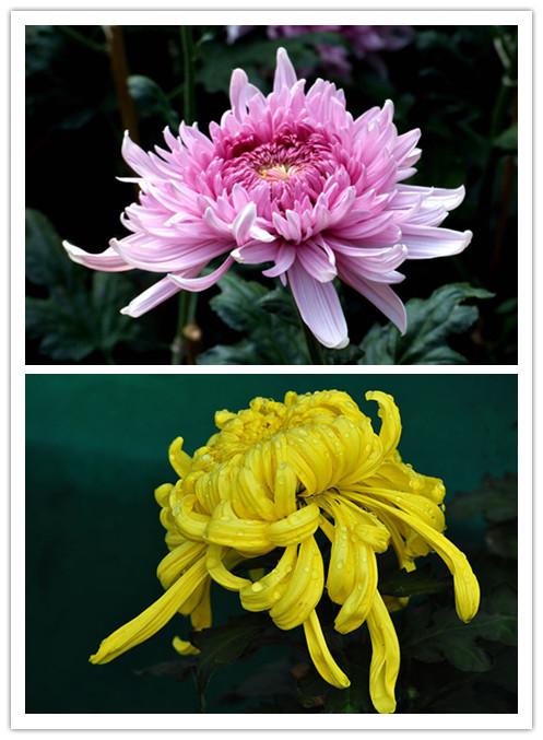 分布区域:中国多地,日本别名:寿客,金英,黄华,秋菊,陶菊3 凌霜绽妍