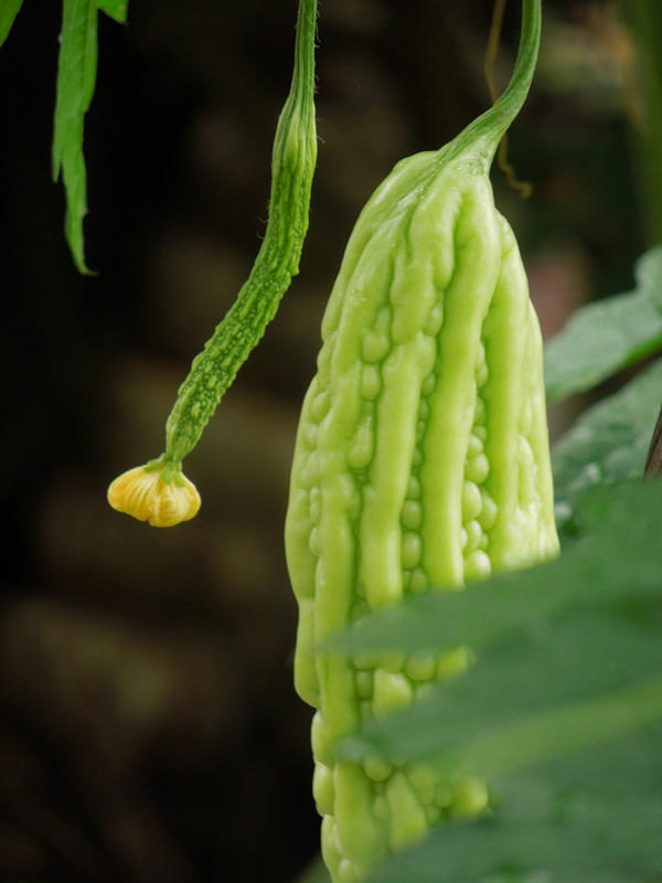 1,常用降血脂的单味中药山楂,何首乌,泽泻,决明子,大黄,灵芝,虎杖,参