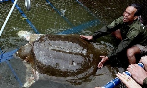 巨型霸王龟的图片图片