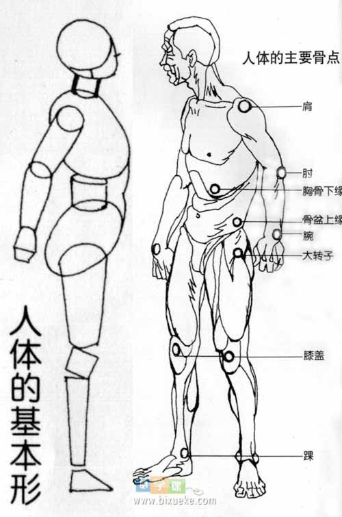 人体结构与比例的关系