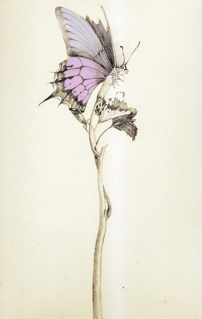 紫苏叶的功效与作用紫苏是什么能去口臭吗