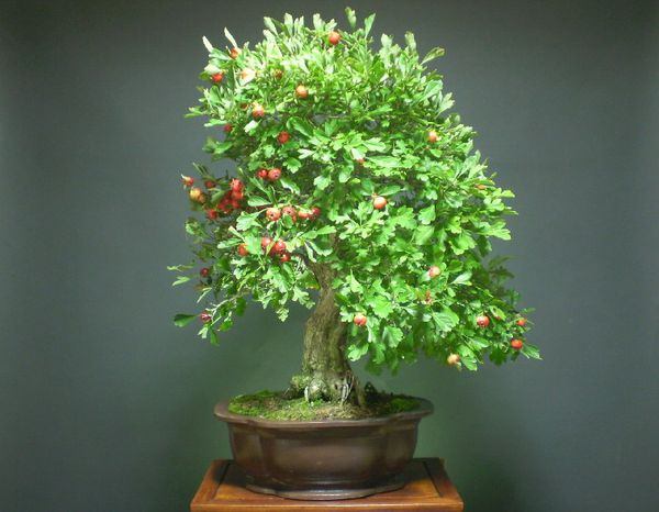 花椒树可以做盆景吗