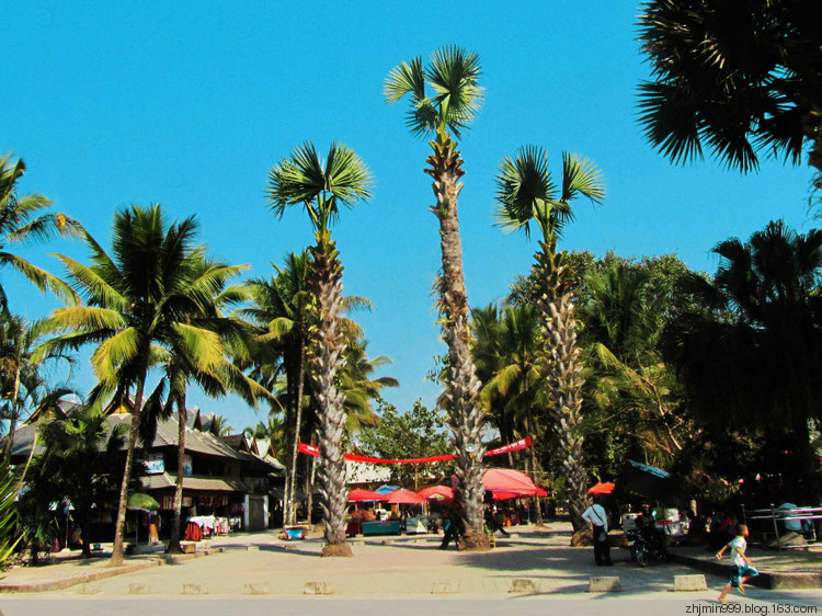 佛寺门前的这三棵棕树就是贝叶棕(也叫贝多罗树),佛教经书中赫赫有名