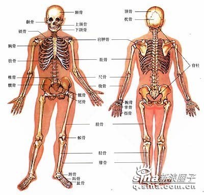 镫骨在人体的什么部位图片
