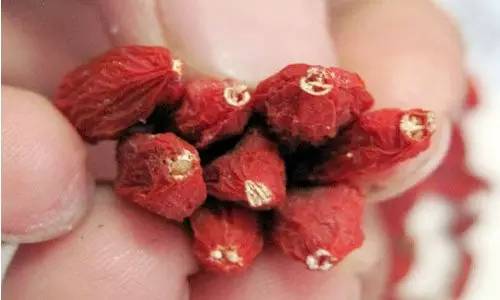 川贝勒爷教你分辨真假枸杞子