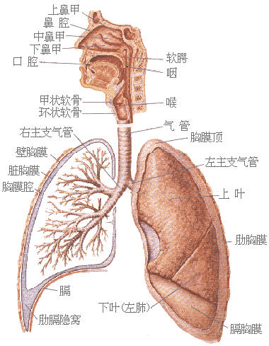 中华浑圆功自修指引