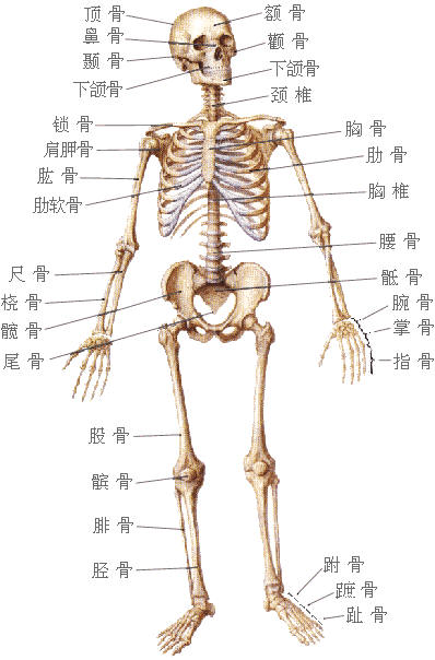 中华浑圆功自修指引