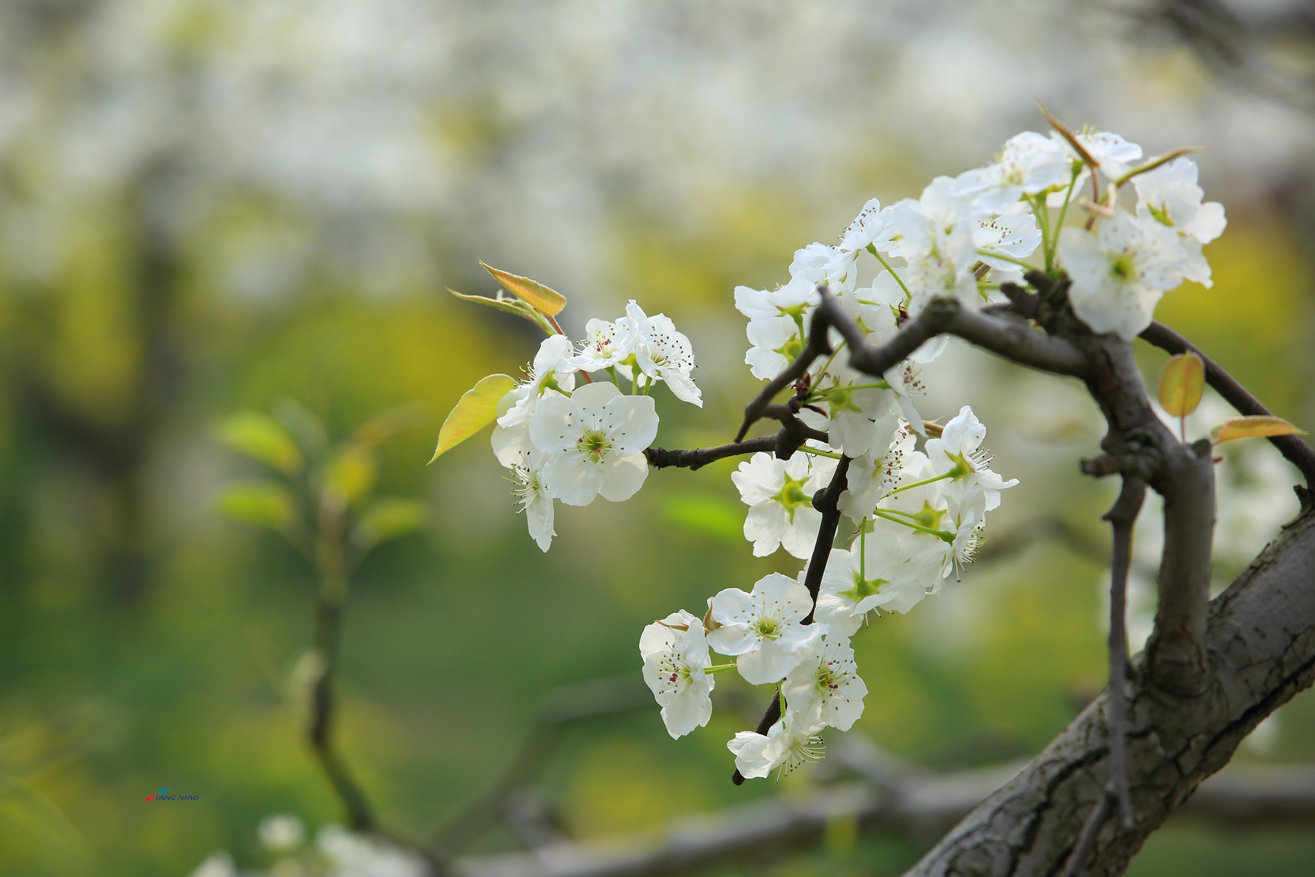 梨花图话徐州彭城社区