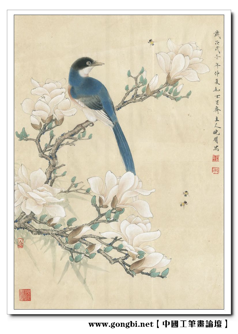 【国画技法】工笔《玉兰灰喜鹊》画法步骤图解