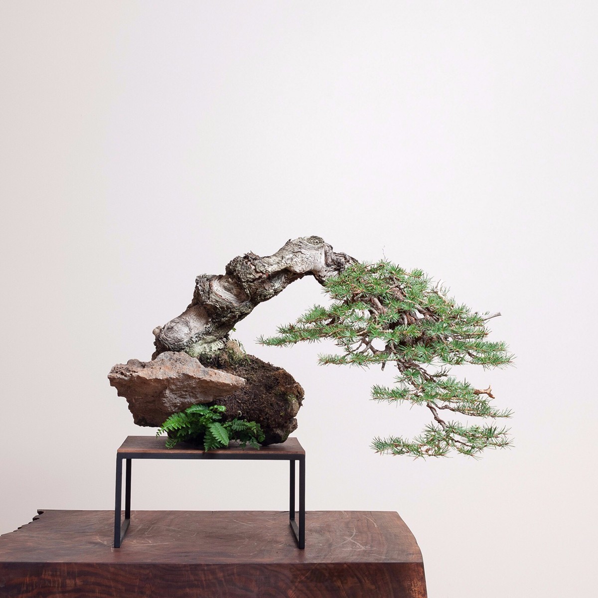 禅意静美活着的艺术品