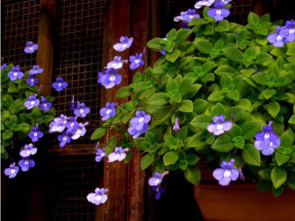 花茎细长,看上去像藤蔓植物一样,叶子肉质,多为浅绿色,很像碰碰香的