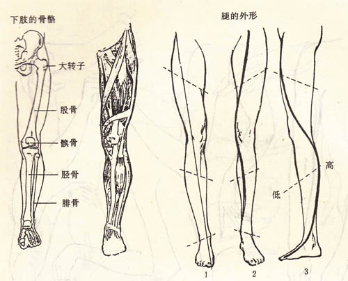 人体画像不同部位的画法分解 好网角文章收藏
