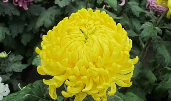 鲜为人知的鲜花养生秘法