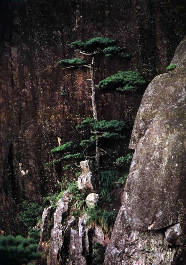 贴壁松望泉松倒挂松探海松蒲团松望客松盼客松陪客松云涛汹涌托日出