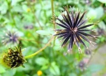 鬼針草治療高血壓:澆開的水中加入2~3勺小蘇打,等水溫降低後,再放下腳