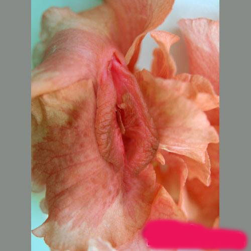 看看这几朵女人花儿