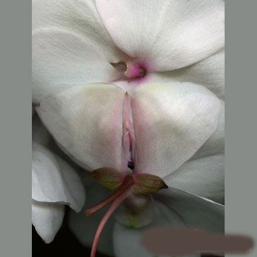 看看这几朵女人花儿