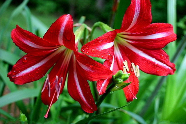 [转载]组图:这么美的夫妻花,你肯定没见过