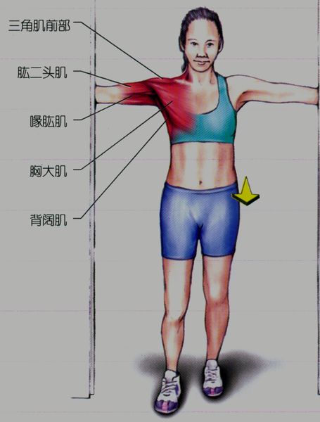 胸大肌拉伸方法图片