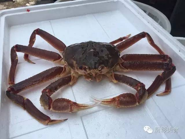 澳洲香槟蟹