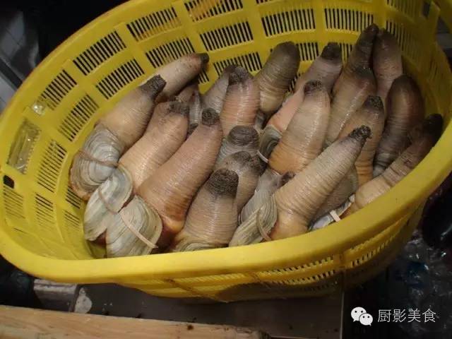 朝鲜白蚌仔
