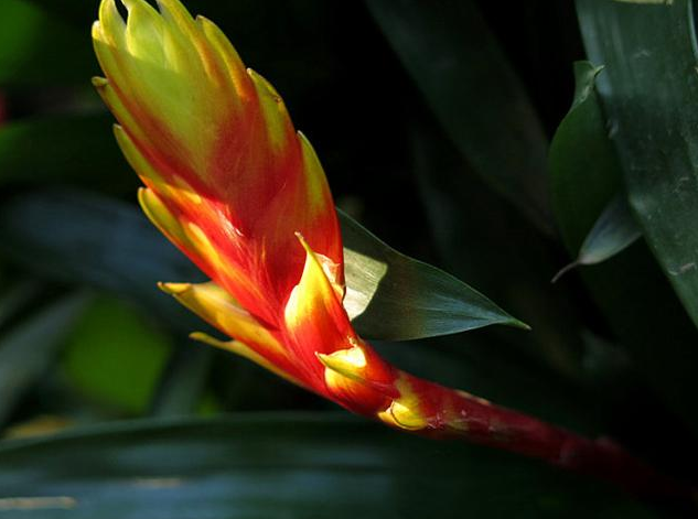 家庭养花莺歌凤梨原来这么漂亮第一感觉被迷上了