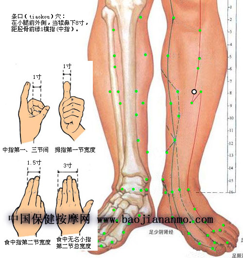 足陽明胃經【經穴圖文詳解】