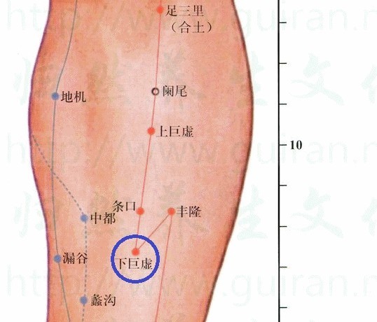 足阳明胃经【经穴图文详解】