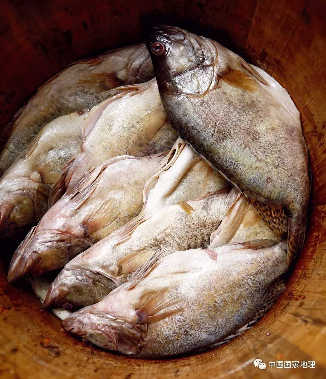 传统制作的腌鲜鳜鱼,鱼肉鲜美突出,肉质近似上等黄鱼,汁水十足.