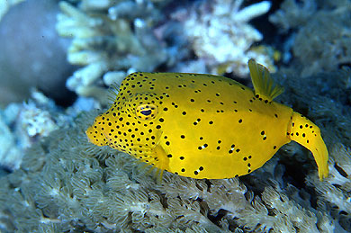 太平洋西部的珊瑚礁海域科种:箱鲀科学名:ostrcion cubicus木瓜鱼产地