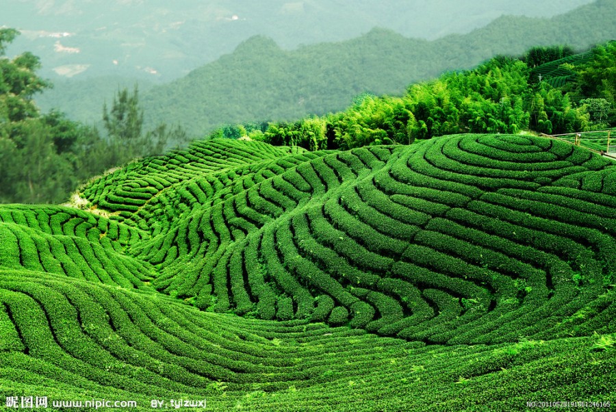 國家五a級:廣東 雁南飛茶田景區(58幅)