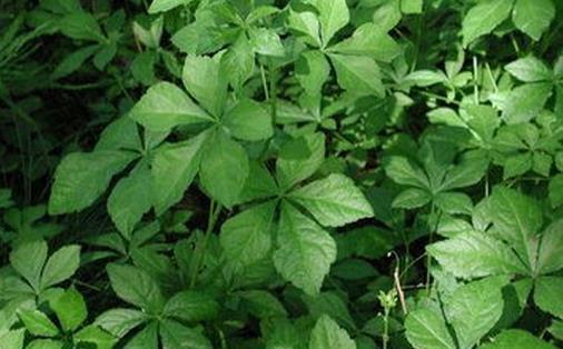 通则不痛,痛则不通,气血通畅百病消!