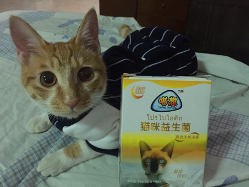 养宠经验布偶猫拉稀禁食多久猫咪拉稀禁食24小时吗