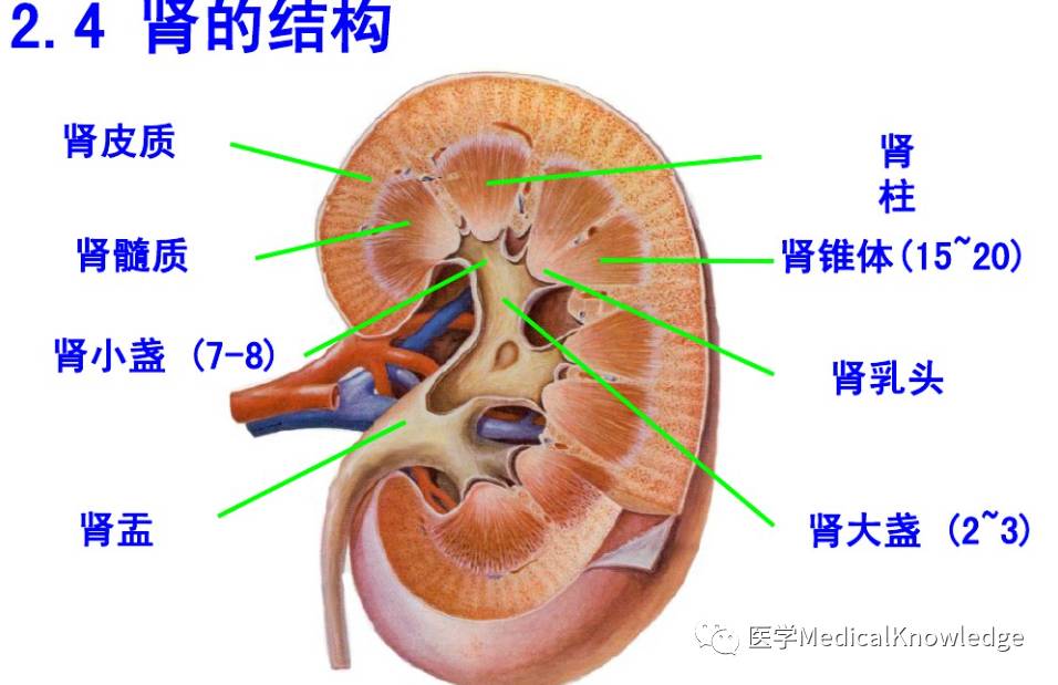 七下生物泌尿系统图图片