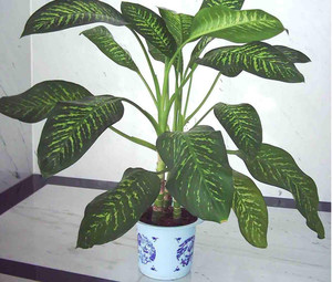 12.大叶仙茅怎样管理?