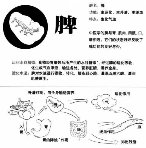 你能活多久,脾胃说了算!此方专给体弱者补脾续命