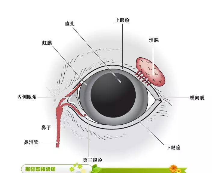 实用犬猫各部位解剖图