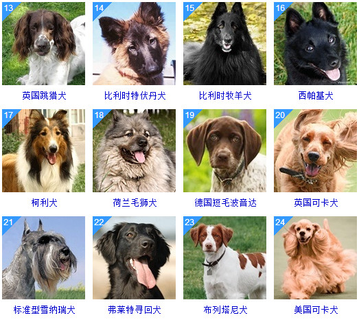 大型家养犬品种大全图片