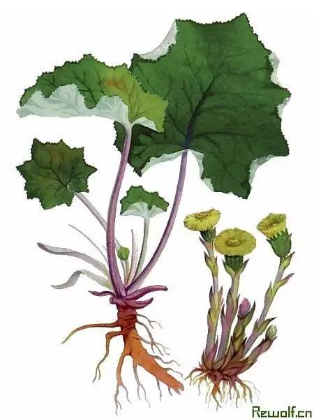 款冬花茶:咳嗽的克星