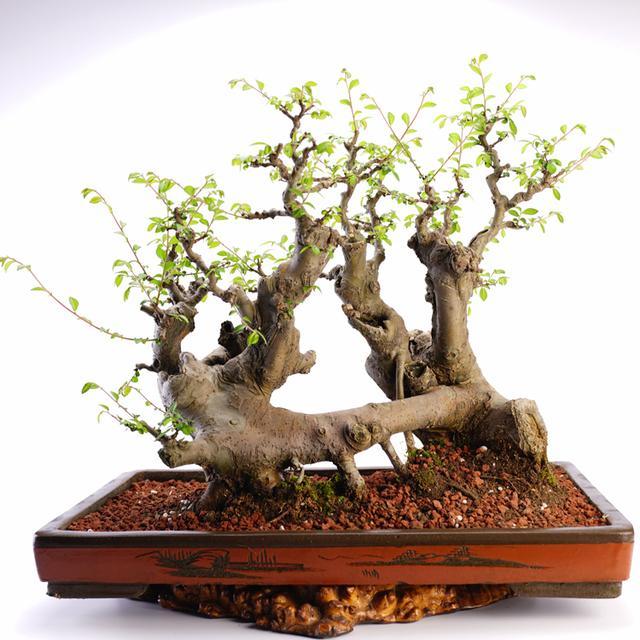 山上发现精品紫薇树桩!天然连桥,实属难得!做成盆景会怎样? (转载)