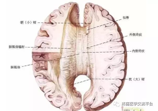各种剖面图海马和穹窿基底核脑岛小脑皮质结构神经分布图人脑区域图磁