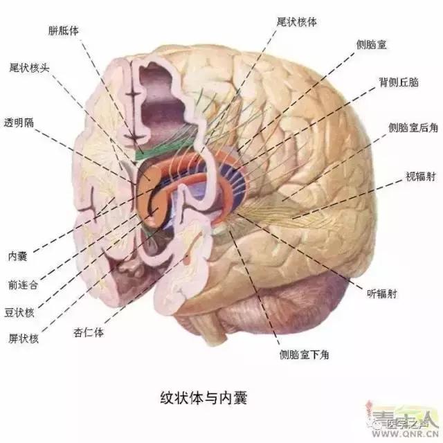 超全神經系統解剖圖近乎完美